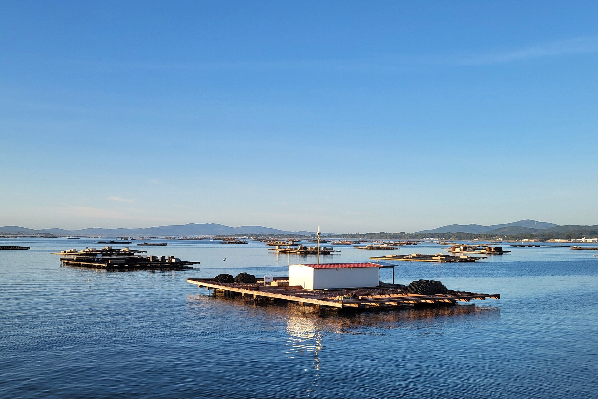 Bateas de mejillón en la Ría de Arousa con la ría en calma