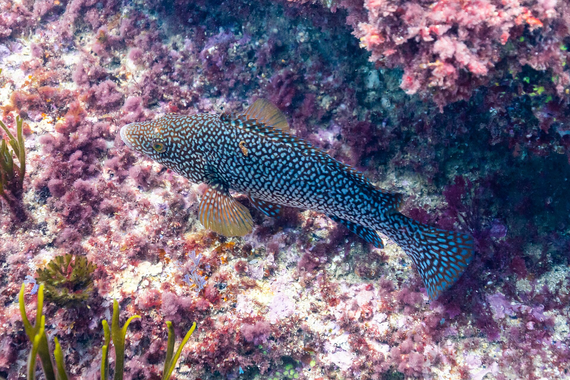 Maragota nadando entre rocas cubiertas de algas