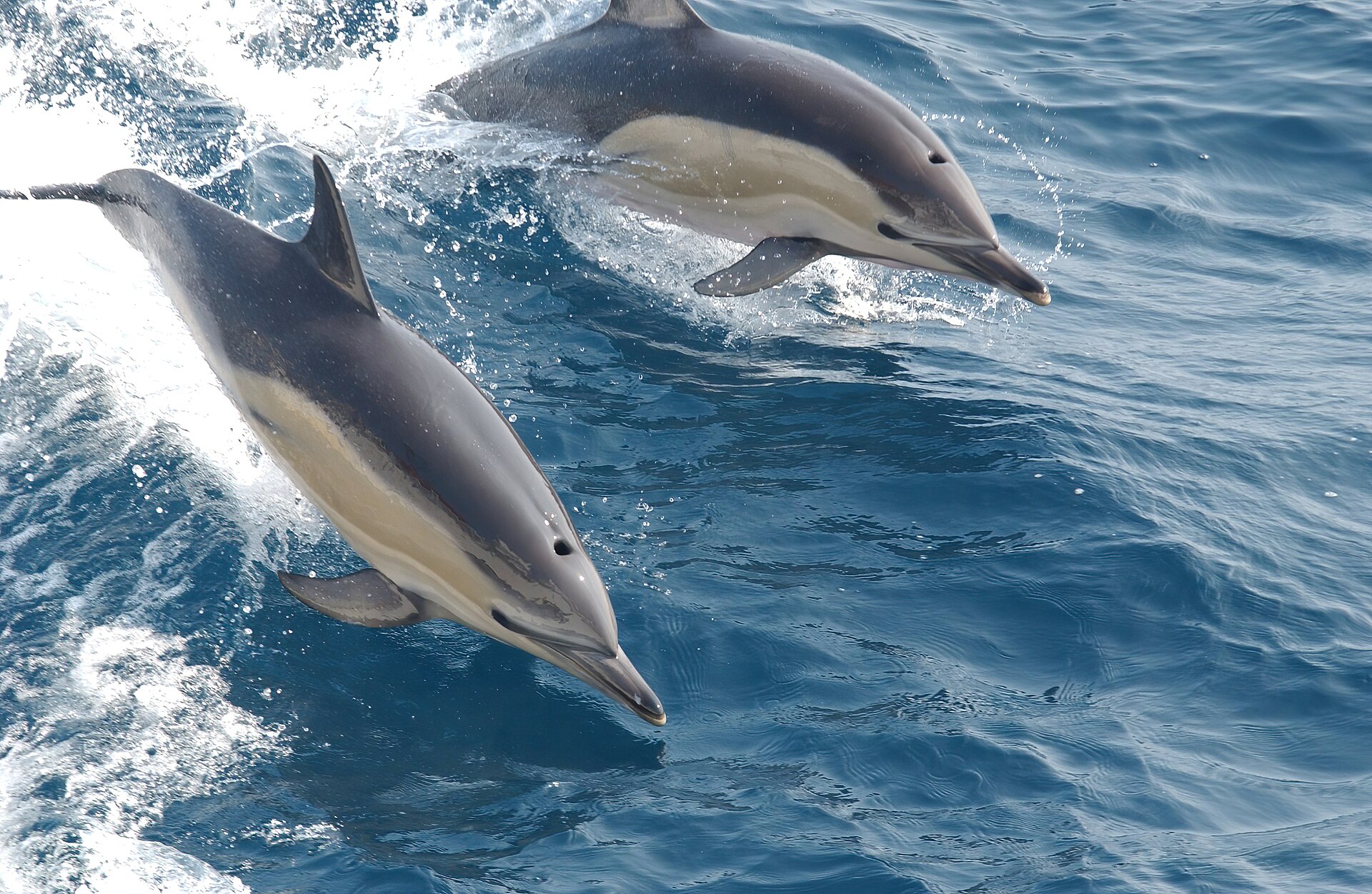 Delfines comunes navegando en grupo por aguas atlánticas